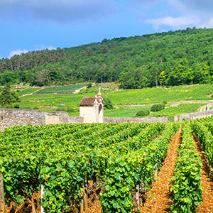 French wine is a major export commodity, yet only 15% of vineyards are insured, say Meteo Protect.