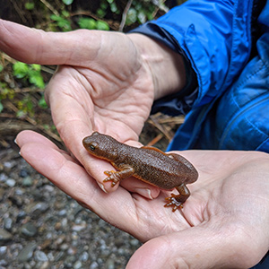 A rough-skinned newt residing in EFM’s Garibaldi carbon project area which has provided offsets to General Motors and Nike.