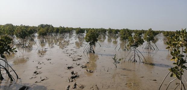 Mangrove trees planted in DBC-1 project