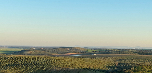 SLM Silva Europe Fund invests in orchards across Iberia, first few acquisitions have taken place in Alentejo, Portugal.