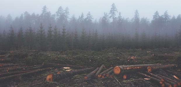 Most Agribusinesses and Banks Involved With 'Forest Risk