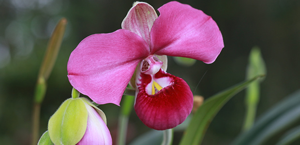 Kovachii orchid close up in the Alto Mayo Conservation Initiative, Peru, which has helped protect the region’s unique biodiversity